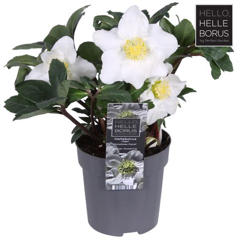 Helleborus niger 'Christmas Carol Early'