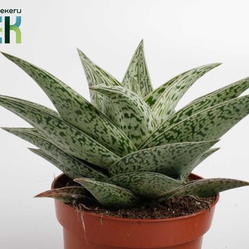 Aloe 'Tribal'