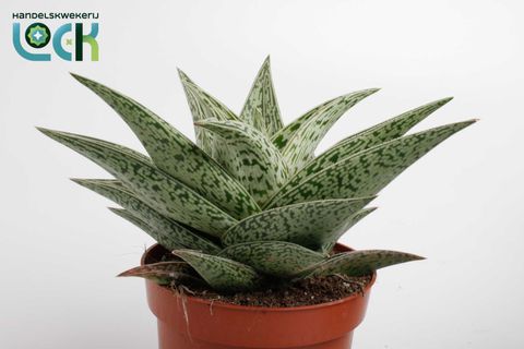 Aloe 'Tribal'