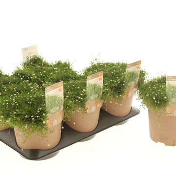 Sagina subulata