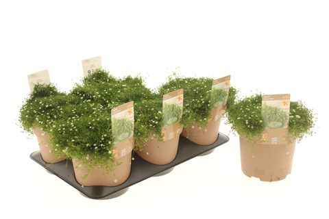 Sagina subulata