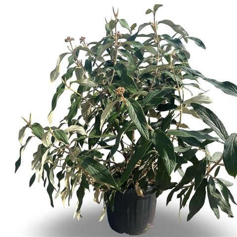 Viburnum rhytidophyllum