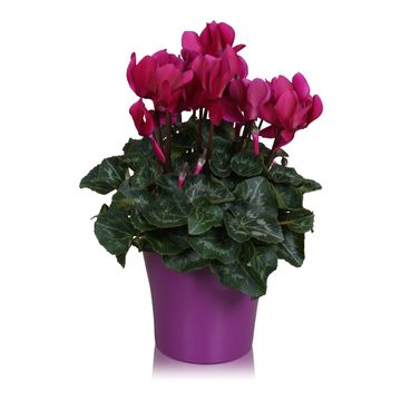 Cyclamen persicum SUPER SERIE S ALLURE MIX