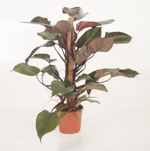 Philodendron 'Royal Queen'