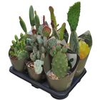 Opuntia MIX