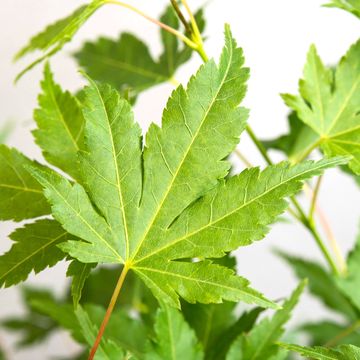 Acer palmatum 'Going Green'