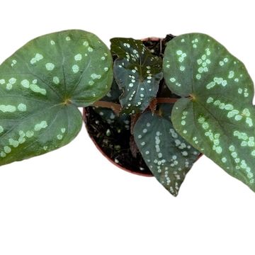 Begonia 'Pandora'