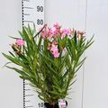 Nerium oleander