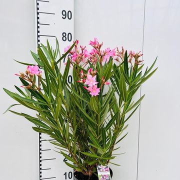 Nerium oleander