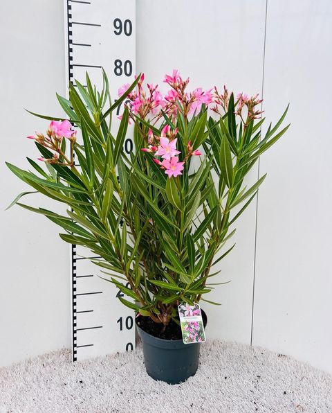 Nerium oleander