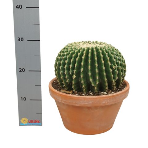 Echinocactus grusonii forma interme