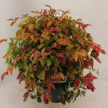 Nandina domestica 'Fire Power'