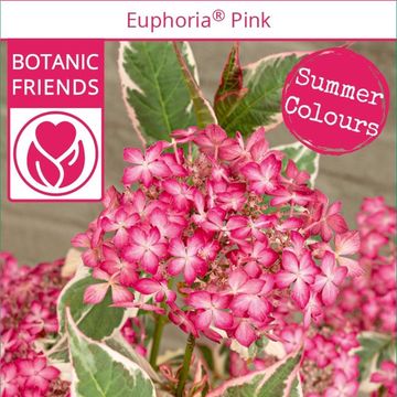 Hydrangea serrata EUPHORIA PINK