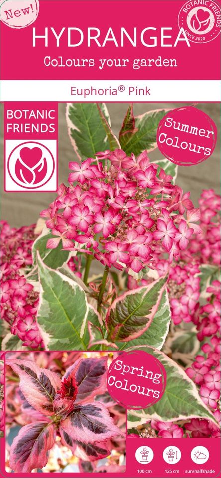 Hydrangea serrata EUPHORIA PINK