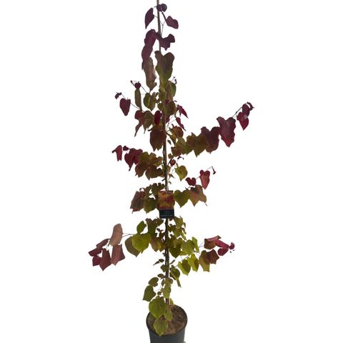 Cercis canadensis 'Eternal Flame'