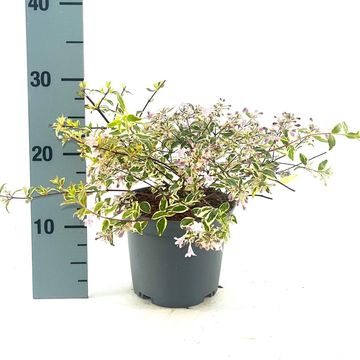 Abelia x grandiflora 'Hopleys'