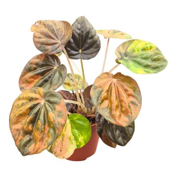 Peperomia 'Candora Picasso'