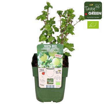 Ribes uva-crispa EASYCRISP MR. GREEN