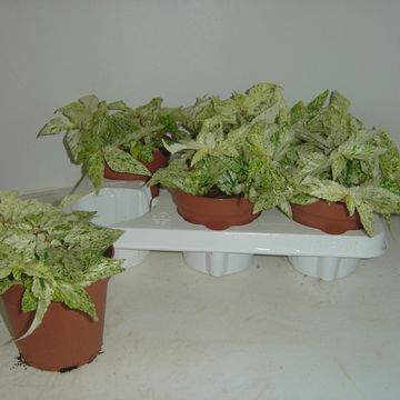 Pellionia repens 'Variegata'