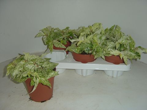 Pellionia repens 'Variegata'