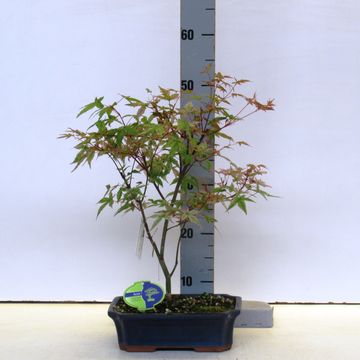 Acer palmatum 'Beni-maiko'