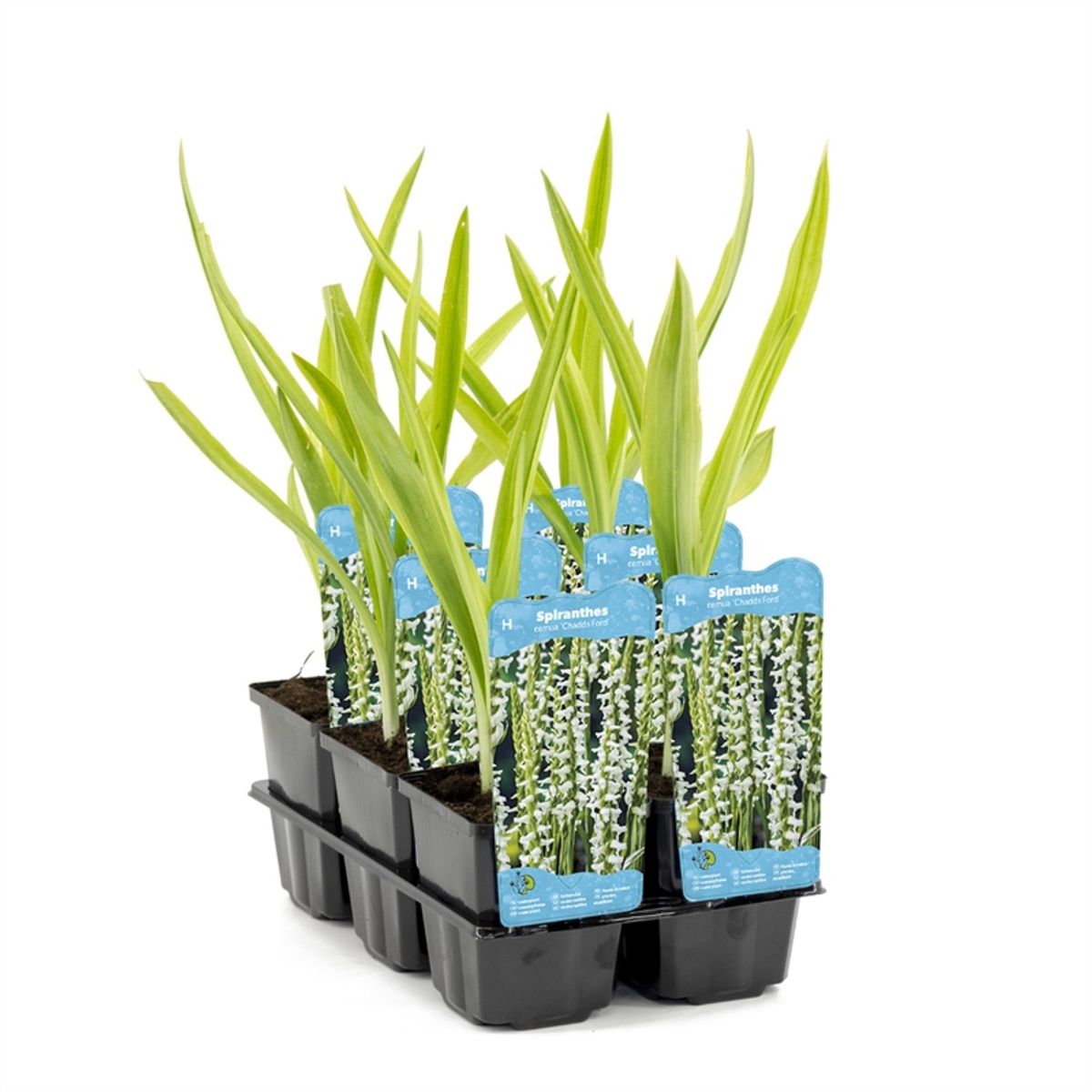 Paranoia seed type-w パラノイア　シードW Spiranthes cernua odorata 'Chadd's Ford' — Plant Wholesale FlorAccess