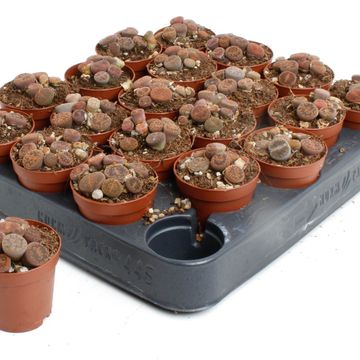 Lithops