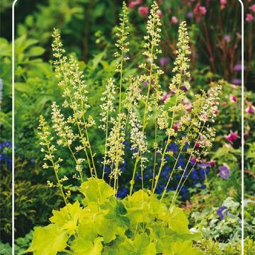 Heuchera villosa macrorrhiza