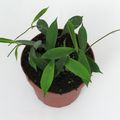 Hoya stoneana IPPS00132