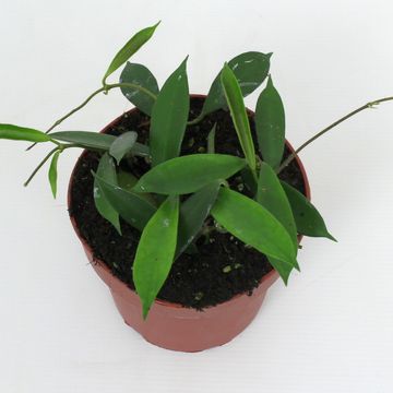 Hoya stoneana IPPS00132