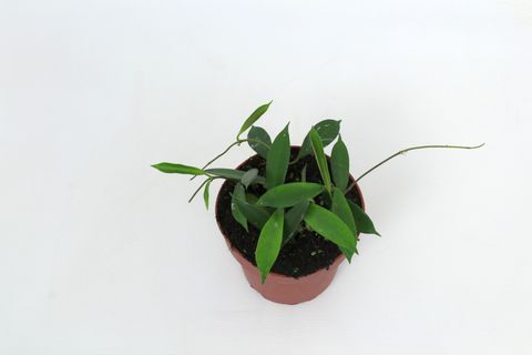 Hoya stoneana IPPS00132