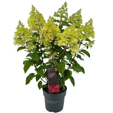 Hydrangea paniculata LIVING PINKY PROMISE