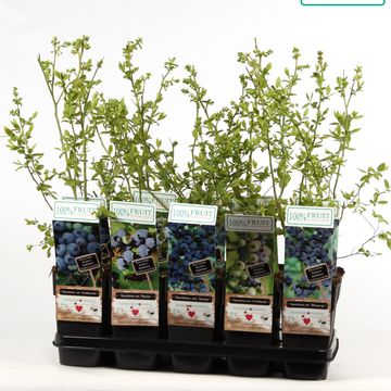 Vaccinium corymbosum MIX