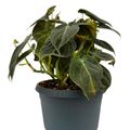 Philodendron melanochrysum