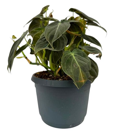 Филодендрон melanochrysum