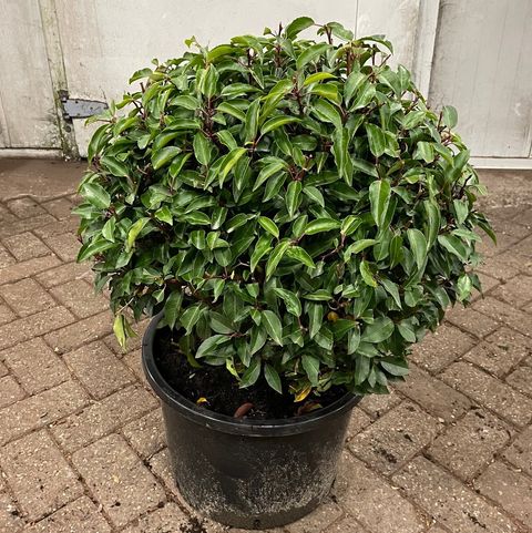 Prunus lusitanica 'Angustifolia'