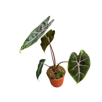 Alocasia longiloba PURPLE
