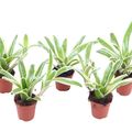 Nidularium schultesianum 'Striped Fireball'