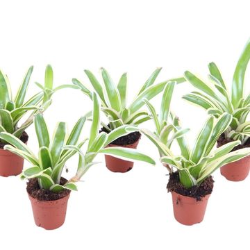 Nidularium schultesianum 'Striped Fireball'