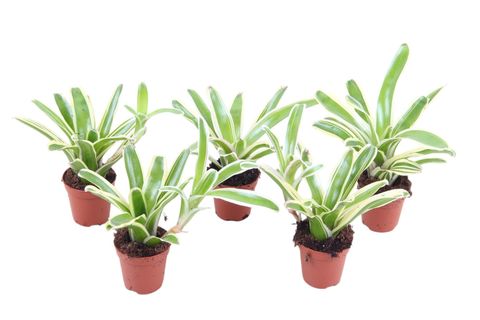 Nidularium schultesianum 'Striped Fireball'