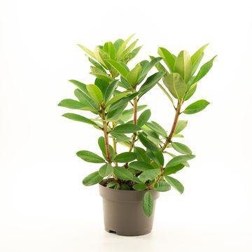 Rhododendron 'Red Jack'