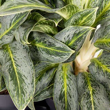 Aglaonema 'Emerald Stone'