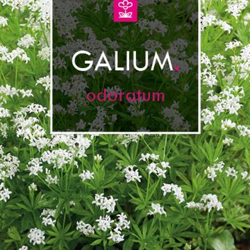 Galium odoratum