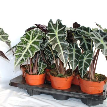 Alocasia 'Polly'