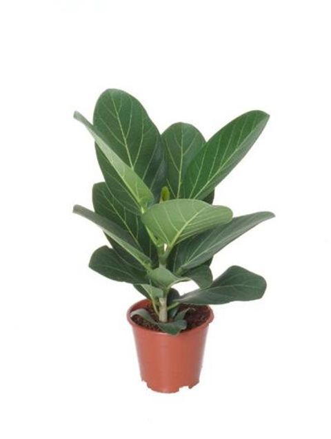 Ficus benghalensis 'Audrey'