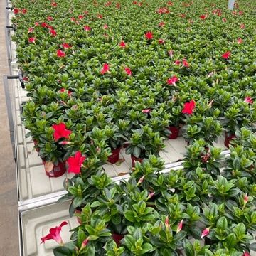 Mandevilla SUMMERSTAR RED
