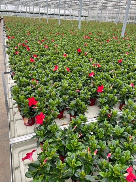 Mandevilla SUMMERSTAR RED