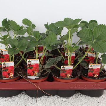 Fragaria x ananassa 'Florence'