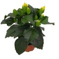 Hibiscus rosa-sinensis ADONIS YELLOW