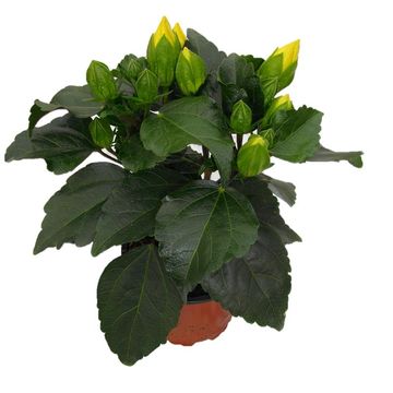 Hibiscus rosa-sinensis ADONIS YELLOW